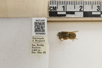 Media type: image;   Entomology 788882 Aspect: Labels